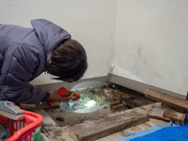 Best Industrial Mold Remediation  in Elizabeth, CO