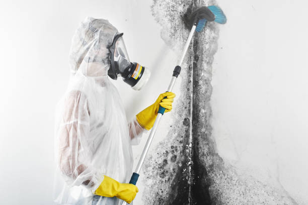 Best Mold Remediation for Vacation Homes  in Elizabeth, CO