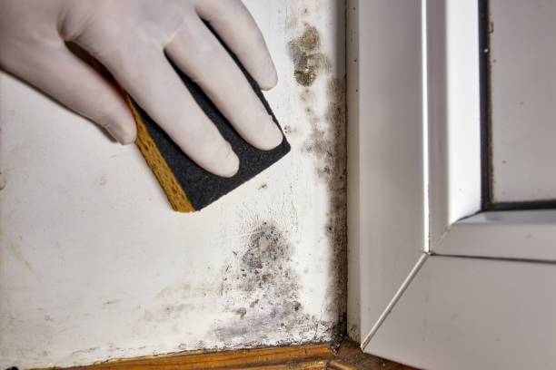 Best Residential Mold Inspection & Testing  in Elizabeth, CO