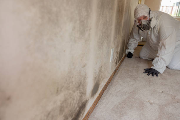 Best Mold Remediation for Healthcare Facilities  in Elizabeth, CO